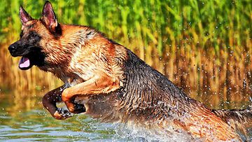Galaxy-koira: "Vesipeto!" Kuva: Veijo Lyytikäinen