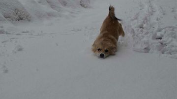 Tuisku-koira 4kk: "Pieni lumi jyrä!" Kuva: Sonja Eerola