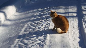 Tiikeri-kissa: "10-vuotias arvonsa tunteva herra Tiikeri laiskottelemassa talviauringossa." Kuva: Terhi Liimatainen