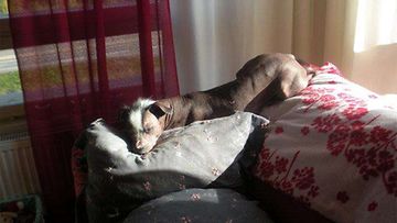 Arttu-koira: "Arttu nauttii auringosta lempipaikallaan :)" Kuva: Taija Simola 