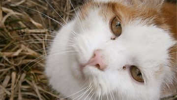 Karvinen-kissa: "Karvinen tykkää makoilla kevätauringossa." Kuva: Hilda Jussila