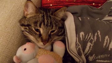 Felix-kissa: "Tämä on minun rakas unileluni." Kuva: Erika Filatova