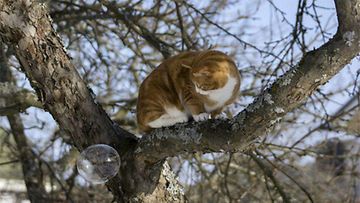 Jaska-kissa: Saippuakuplan saalistaja. Kuva: Jasmin Numminen