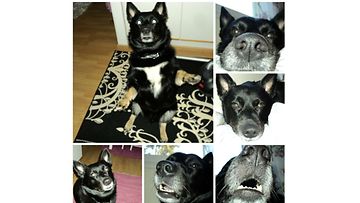  Devil-koira: "Devil koira rakastaa tehdä temppuja ja on oikea linssilude ! :)" Kuva: Kirsti Silvennoinen