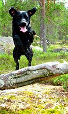 Oiwa-koira: "Oiwa nauttimassa hajuista ja mättäistä kesäisessä metsässä omalla tyypillisellään energiallaan." Kuva: Pauliina Lahtinen