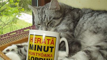 16-vuotias Niksu-kissa: "Kotikissan rasittava elämä. " Kuva: Marja Saari
