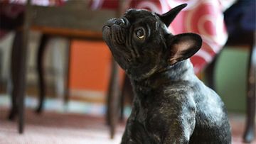 Mango-koira: "Isosiskon hyperaktiivinen Ranskanbulldoggi." Kuva: Maarit Siekkinen