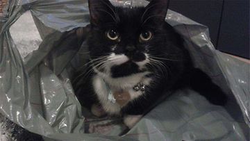 Tiuhti-kissa: Muovipussissa on hyvä olla. Kuva: Piia Kukkonen 