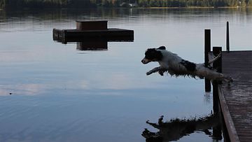 Tiuku-koira: "Uiminen on parasta mitä cokkeri tietää!" Kuva: Tuomo Karvonen