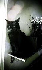 Olga-kissa: "Harvoin mustasta Olgasta saa näin hienon kuvan." Kuva: Eija-Riitta Salminen