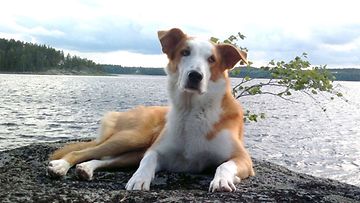 Ellu-koira: "Meidän rakas prinsessa Ellu osaa nauttia lomasta rennosti!!!" Kuva: Tiina Rapatti