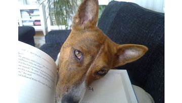 Frida-koira: "Fridan mielestä lukeminen on tylsää!" Kuva: Sari Vähäkuopus