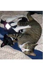 Miska-kissa: "Miska ja tyttöystävänsä Peppi painimassa, sen täytyy olla rakkautta!" Kuva: Maarit Kivinen