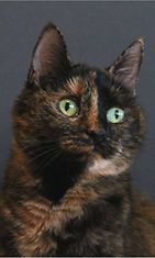 Misse-kissa: "Misse on kissa joka tietää olevansa hyvin fotogeneettinen. Tässä koulukuvatyyppinen poseeraus." Kuva: Katja Peltonen 