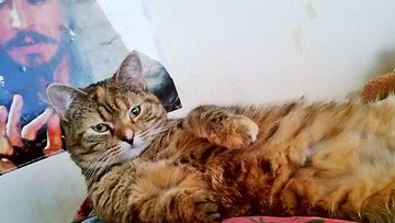 Misu-kissa: "Hellyyden kipeä pikku neiti, pelastettu pentutehtailijalta." Kuva: Saila Raatikainen