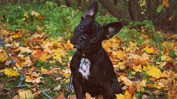 Tauno-koira: "Syksyn lehdet on ihanii Taunon mielestä." Kuva: Liisa Aura 
