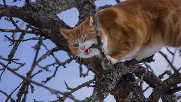 Jaska-kissa: "Jaska majava/apina/kissa rakastaa kiipeillä puissa ." Kuva: Jasmin Numminen