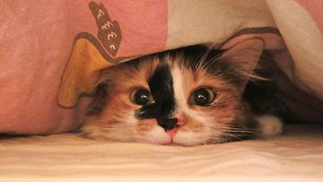 Lyyti-kissa: "Lyyti meni seikkailemaan juuri pedatun sängyn peiton alle!" Kuva: Heli Kosunen