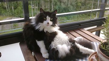 Lordi-kissa: "Lordi tykkää istuskella parvekkeella:)" Kuva: Mari Rantala 