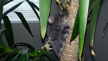 Taneli-kissa: "Taneli viidakkokissa." Kuva: Miia Faarinen