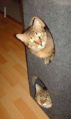 Reino ja Poju: ""Piilosta" seurailevat mitä teen :) Mulla on lisäksi vielä 1 kissa, mutta häntä ei saa koskaan samaan kuvaan näiden vauhtiveikkojen kanssa, on vähän vanhempi ja rauhallisempi ;)" Kuva: Sirpa Keinänen