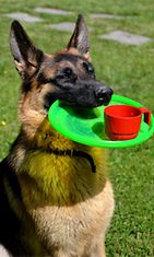 Viivi-koira: "Juhannuksen oma hovikoira :) Tarjoilee juotavat kuin juotavat kylmänä!" Kuva: Anne Turpeinen 