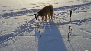 Peku-koira: "Jätetyn viestin vastaanotto." Kuva: Heikki Sivill
