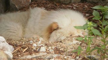Raksu-koira: "Meidän chow poika nauttii mökkeikystä kaivamassaan kuopassa rappujen alla." Kuva: Tarja Huovinen