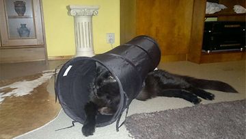 Musti-kissa: "Tunnelitunnelmaa." Kuva: Mari Rantanen 