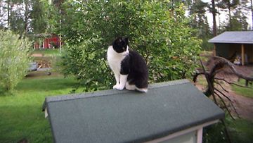 Miuku-kissa: "Miuku vahdissa Kissalan katolla." Kuva: Jaana Kemppainen