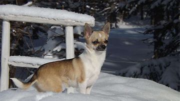 Sipare-koira: "Keväinen talvipäivä,lenkkeilyn lomassa,tälläinen otos pienestä chihuahua nartusta nimeltä Sipare." Kuva: Riitta Kinnunen
