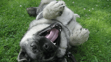 Nana-koira: "Hymyilevä hauva." Kuva: Jonna Kallinen