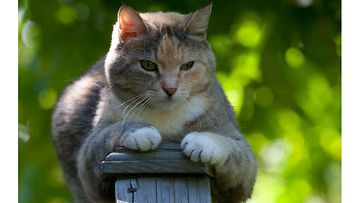 Fanni-kissa: " Reviiritietoinen ikäneiti, Fanni. Kissankusema kanttiinsa kuistilta!" Kuva: Tuija Wahlroos