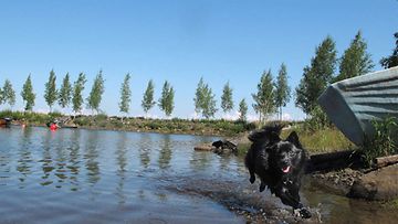 Vilma-koira: "Kesä." Kuva: Hannu Gummerus