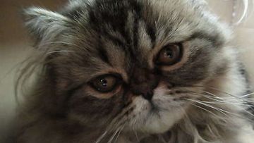 Muhku-kissa: "Persialais kissanpentu joka rakastaa pahvilaatikoita ja ponnareita." Kuva: Sari Kosunen