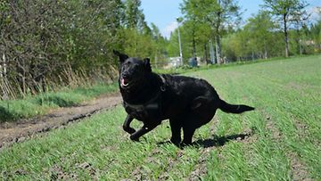 Cinta-koira: "Lempiharrastuksiin kuuluu syöminen ja vapaana juokseminen." Kuva: Simo Lindholm