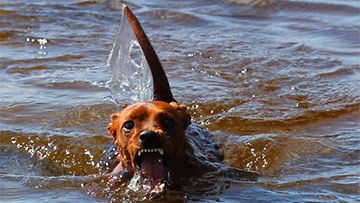 Väinö-koira: "Väinö on vuoden ikäinen Kääpipinseri. Uiminen ei ole kivaa niinkun ilmekin sen kertoo, mutta tyhmästä päästä kärsii koko ruumis. Onko tuossa kuvassa paljon puhuttu loch nessin hirviö? :)" Kuva: Päivi Kauppinen