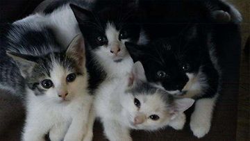Ninni-kissa: Meidän valkoinen Ninni 1v veljiensä kanssa sopuisasti yhteiskuvassa. Kuva: Kati Kainulainen