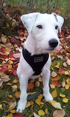 Tico-koira: "jack russell terrier <3 " Kuva: Julia Hautala