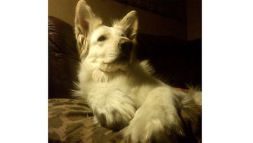 Lumipallo-koira: "...ihana sohva, ihana tyyny, ihana lauma, minen tarvi muuta.." Kuva: Sirkku Linnea Pitkänen