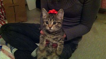 Viivi-kissa: "meän pieni joululahja :)" Kuva: Elina Puolakko