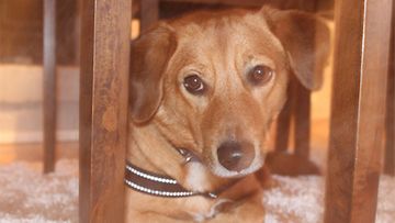 Sulo-koira: "Meidän Sulo suloinen beaglen ja suomenpystykorvan sekoitus.. Kova haukkumaan mutta niin paljon se kaipaa hellyyttä:)" Kuva: Tomi Toivonen 