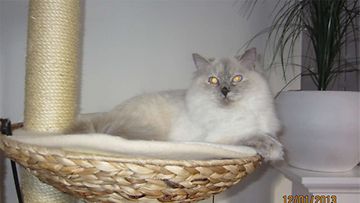Ada-kissa: Ragdoll-kaunottareni on ihana hellyydenkipeä ja suloinen ystävä.  Kuva: Anneli Mäkelä