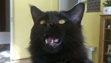 Musti-kissa:"Mustia naurattaa :o)" Kuva: Mari Rantanen 