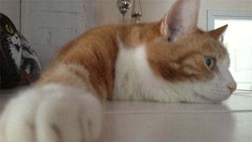 Viivi-kissa: Puhu tassulle!! Kuva: Riitta Hovi