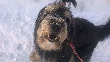 Ronda-koira: "Ulkona on mukavaa, kun lunta tulla tuiskuttaa!" Kuva: Jonna Hiltula