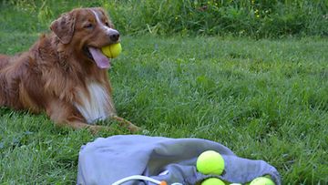 Leevi-koira: "Yksi pallo ei vaan riitä!" Kuva: Noora Hokkanen