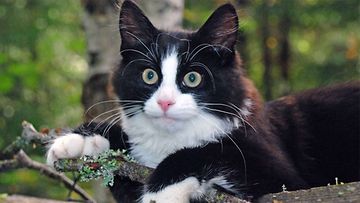 Pörri-kissa: "Pörri on utelias ja leikkisä 5kk poika, tykkää kiipeillä puissa ja katsella luontoa." Kuva: Seppo Ikäheimo