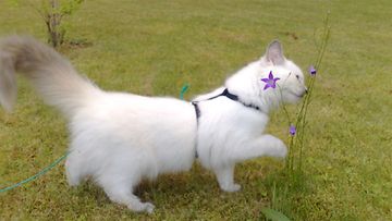 Ada-kissa: "Neidon suloisuuden ensimmäinen kesä täynnä luonnon ihmeitä... mikähän tuossa kissankellossa pörisee...?" Kuva: Anneli Mäkelä
