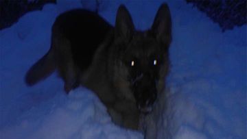 Roi-koira: "Rakastaa lunta ja tykkää peuhata siinä=) 1,5 vuotias ikäinen saksanpaimenkoira." Kuva: Karoliina Mustakallio